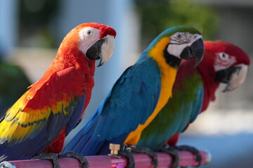 Parrots and macaws are kept as pets until people trust them enough not to fly away, then they are released to fly freely in the air. © nopwaratch
