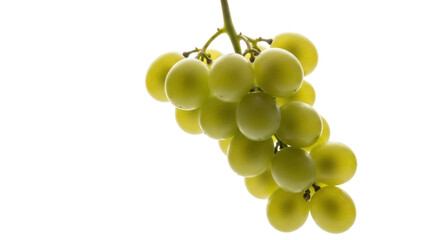 Isolated bunch of green grapes on the vine, healthy fruit for healthy eating, delicious fruit