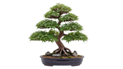 Japanese maple bonsai tree isolated PNG, miniature Acer palmatum in pot on transparent background, oriental zen gardening art