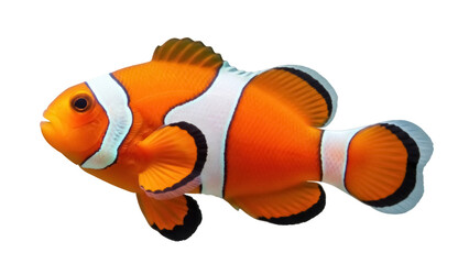 Isolated Nemo clownfish underwater with bright orange and white stripes and black markings