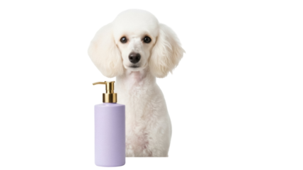 Isolated poodle with lavender shampoo bottle for hair care against solid backdrop ready to use