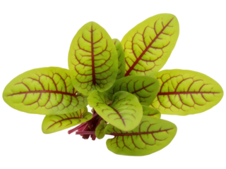 Isolated clump of red veined sorrel, close-up on vibrant green leaves with red veins, edible herb