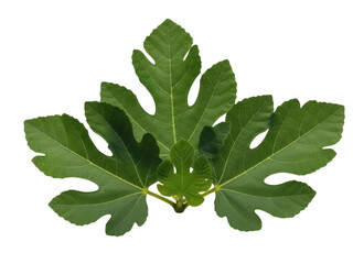 Isolated Fig Plant Leaves Against a Plain Background for a Fresh Design with Natural Elements
