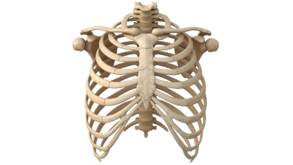Human rib cage isolated PNG on transparent background, anatomical skeletal structure for medical study and educational resources © Hugo