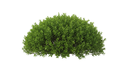 Lush Green Shrub or Bush Isolated on Clean White Background