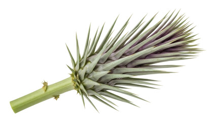 Isolated desert plant close-up with stiff, pointed leaves showing the stem, natural beauty