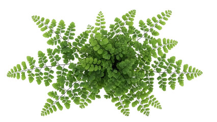 Isolated maidenhair fern, an indoor foliage plant commonly used in home gardening, terrariums