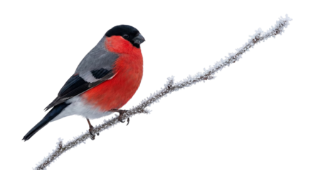 Male Bullfinch Perched on a Frosty Branch, Ready for Use with a, transparent background