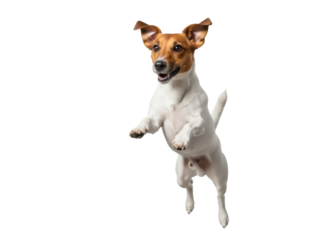 Isolated Jack Russell Terrier dog leaping up with excited expression mid-air jump stunt