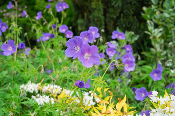 Perennial geranium, know also as cranesbill, growing in a perennial border.