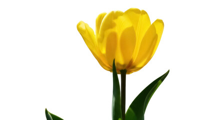 Vibrant yellow tulip flower PNG isolated on transparent background, spring blossom with green leaves for floral design and decoration
