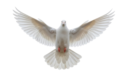 Isolated white dove flying gracefully, bird of peace with open wings, symbol of hope