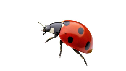 Red ladybug with black spots isolated PNG on transparent background, close-up of a ladybird for nature and insect themed designs