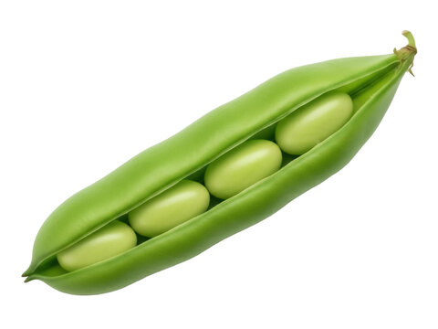 Isolated pod full of fresh green beans, ready to be cooked, a single pod, food photography