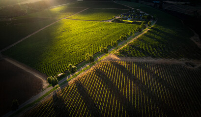 Top view of the wine land with a sunlight on 