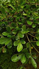 green leaves in the water