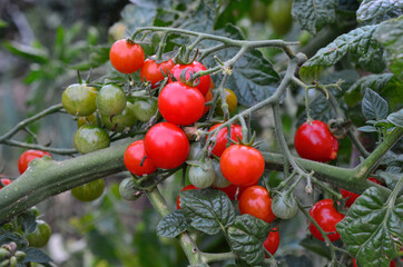 a close up of organic Red and Green Cherry Tomatoes Ripening on the Vine
