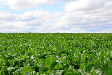 Vast Green Field of Leafy Crops Under a Cloudy Sky