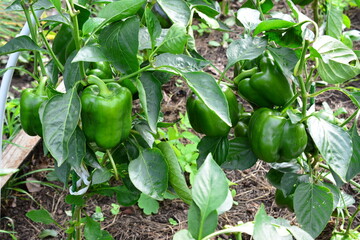 organic Green Bell Peppers Growing in a Garden