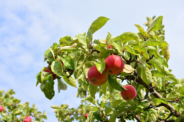 Ripe Red Apples on a Tree Branch Against a Blue Sky in the garden