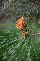 Male cones of pine tree (Pinus). Sirius. Krasnodar Krai. Russia