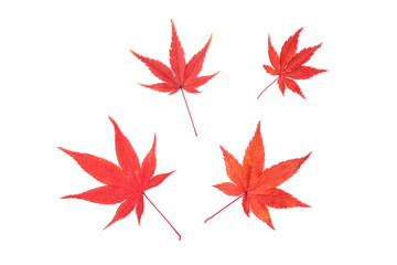 赤く色付いた複数の紅葉