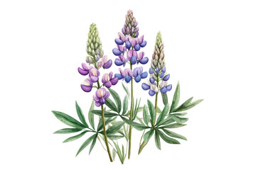 Obraz premium Lupine Flower Watercolor Vector Illustration Isolated on Transparent Background Botanical Floral Element