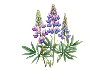 Lupine Flower Watercolor Vector Illustration Isolated on Transparent Background Botanical Floral Element