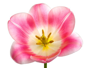 Beautiful pink tulip flower with yellow center on transparent background