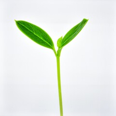 Young Green Sprout Isolated on White Background, Fresh Plant Symbolizing New Life, Growth, and Environmental Sustainability Concept