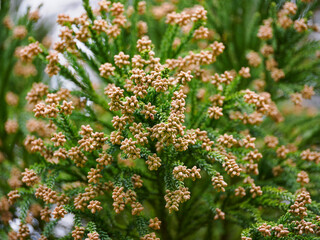花粉飛散前の杉の雄花