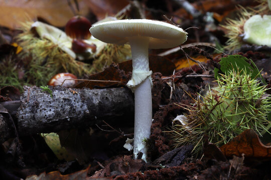 amanite citrine, champignon toxique