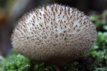 vesse-de-loup, champignon blanc en forme de boule, non comestible