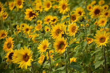 A field of sunflowers, Sainte-Apolline, Québec, Canada