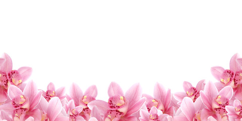Pink flowers orchid frame isolated