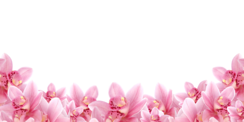 Pink flowers orchid frame isolated