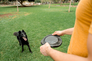 Man training Belgian Shepherd outdoors in sunny park