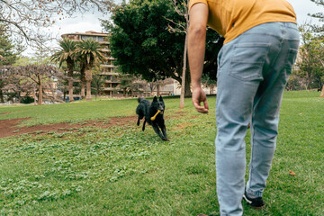 Man training Belgian Shepherd in the park