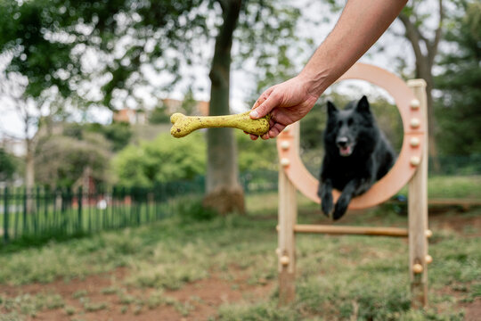 Man training his Belgian Shepherd in the park