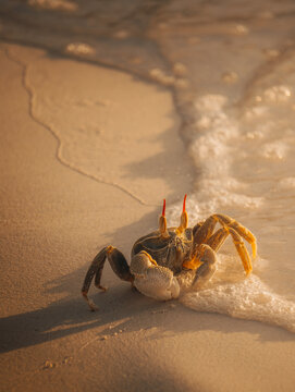 Crab on sandy beach at sunset on Anse Lazio