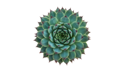 Isolated echeveria succulent plant rosette shape, tight layers of fleshy leaves, top view