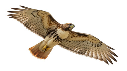 Isolated Red-tailed Hawk flying gracefully with majestic wings wide open for dynamic flight
