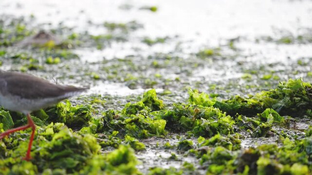 Small shorebirds walking across algae-covered tidal flat. High quality 4k footage