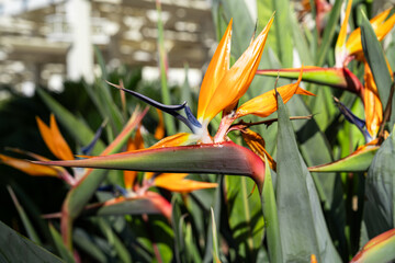 Vibrant strelitzia reginae bloom in sunlight