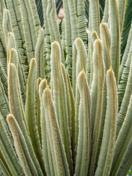 Close-up of Cycas revoluta young leaves