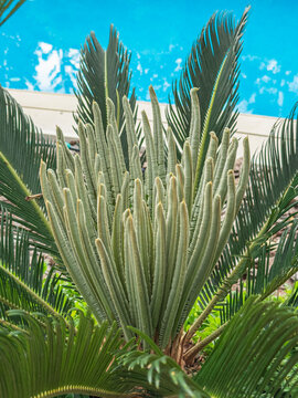 Tropical Cycas revoluta by a bright blue pool