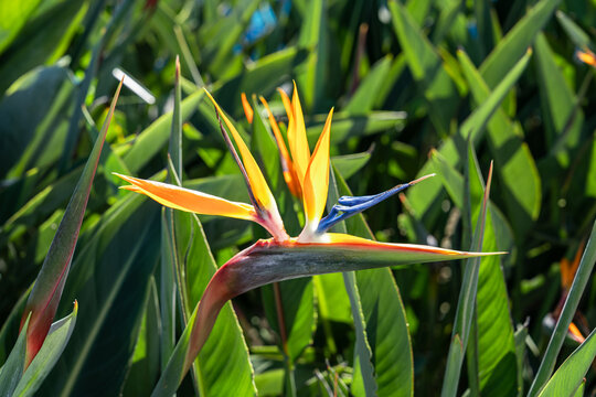 Bird of paradise flower in tropical garden setting