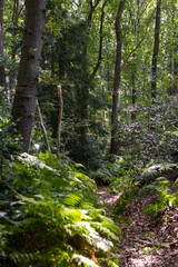 Obraz premium Aachen, North Rhine-Westphalia , Germany, August 23rd, 2025, Peaceful woodland walk, Silent forest route basking in sunlight, Calm pathway amidst ferns and softly shining light