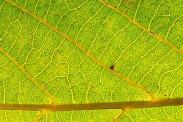 Close-up view of walnut leaf veins displaying natural texture
