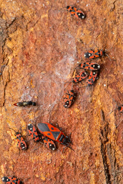 Pyrrhocoridae community on textured bark surface